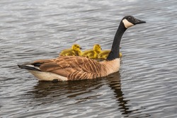 Mom Goose And New Born Goslings Swimming In Pond