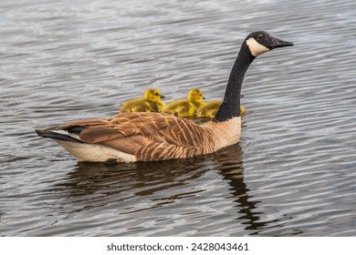 Mom Goose and new born goslings swimming in pond