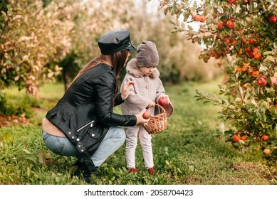 Mom And Her Baby Girl Walking And Picking Apples In The Garden. Harvesting Autumn. Apple Orchard, Wild Garden.