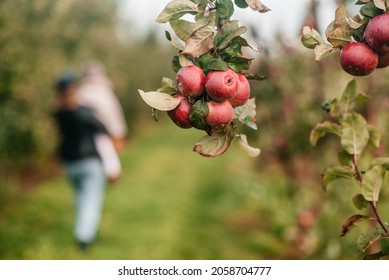 Mom And Her Baby Girl Walking And Picking Apples In The Garden. Harvesting Autumn. Apple Orchard, Wild Garden.