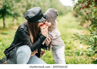 Mom And Her Baby Girl Walking And Picking Apples In The Garden. Harvesting Autumn. Apple Orchard, Wild Garden.