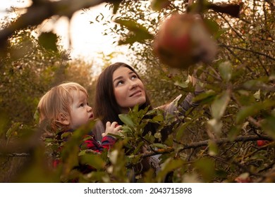 Mom And Her Son Walking And Picking Apples In The Garden. Harvesting. Autumn. Apple Orchard, Wild Garden