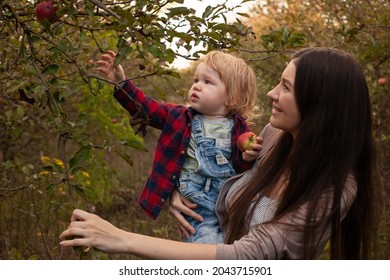 Mom And Her Son Walking And Picking Apples In The Garden. Harvesting. Autumn. Apple Orchard, Wild Garden