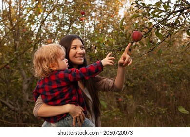 Mom And Her Son Walking And Picking Apples In The Garden. Harvesting. Autumn. Apple Orchard, Wild Garden