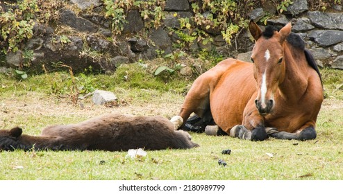 Mom Horse And Baby Laying Down On Grass Huancaya Yauyos Lima Peru