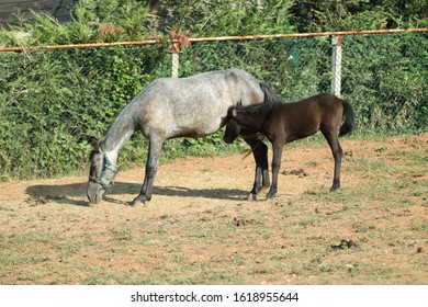 Mom Horse And Baby Horse Walking In Garden