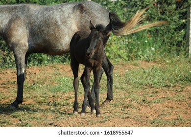 Mom Horse And Baby Horse Walking In Garden
