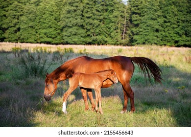 4,939 Horse mom Images, Stock Photos & Vectors | Shutterstock