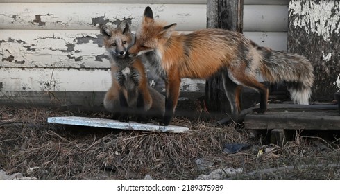 Mom And Kit Fox Showing Affection