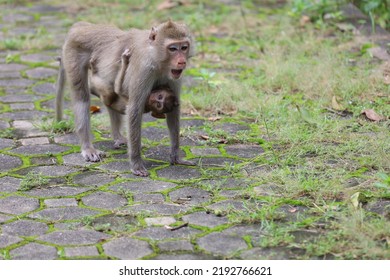 The Mom Monkey And Baby Monkey In Garden 