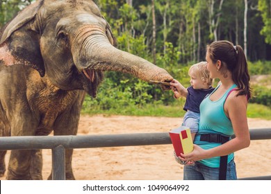 Mom And Son Feed The Elephant At The Zoo