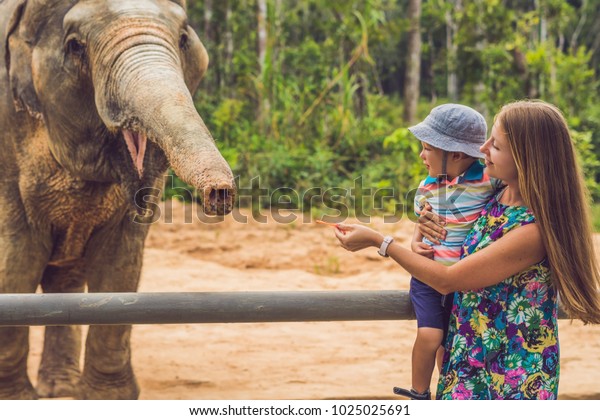 Mom Son Feed Elephant Zoo Stock Photo Edit Now 1025025691