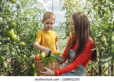 Mom and son harvest ripe tomatoes in a basket in the greenhouse. The concept of healthy organic products grown in your garden - Powered by Shutterstock