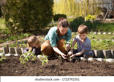 Mom And Two Kids Planting Seedling In Ground On Allotment In Garden