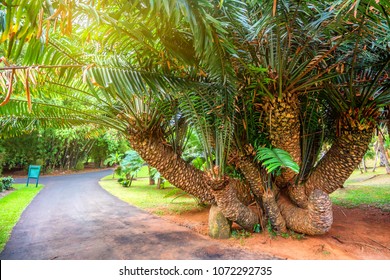 Mombasa Cycad Tree