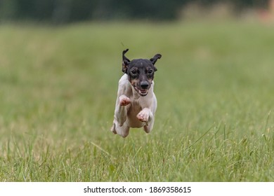 Moment Of Flying Japanese Terrier Dog In The Field On Lure Coursing Competition