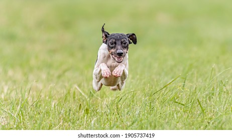 Moment Of Flying Japanese Terrier Dog In The Field On Lure Coursing Competition