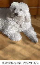Moment of serenity captured, a Maltese bichon resting under the sunlight.