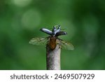 The moment when a sawtooth stag beetle flies