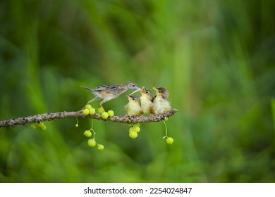  moments that bird parent hunts for food to feed its young - Powered by Shutterstock