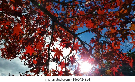 Momini Tree At Park Suzuka Circuit Japan