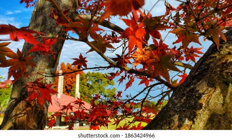 Momini Tree At Park Suzuka Circuit Japan