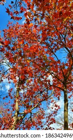 Momini Tree At Park Suzuka Circuit Japan