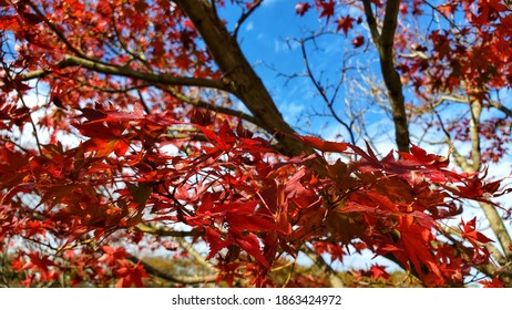 Momini Tree At Park Suzuka Circuit Japan