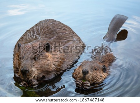 Momma and baby beaver chewing branches