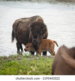 Momma And Baby Bison