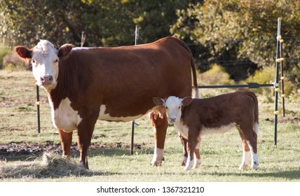 251 Momma cow and baby Images, Stock Photos & Vectors | Shutterstock