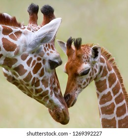 Momma And Baby Giraffes/Love You Momma