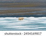 Momma and Baby Polar Bear Patrolling the Icy Shore in the Svalbard Islands