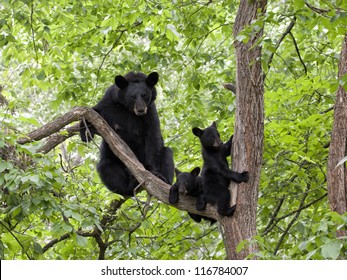 Momma Bear with Two Cubs in a Tree - Powered by Shutterstock