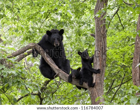 Momma Bear with Two Cubs in a Tree