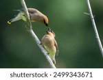 Momma bird feeding juvenile cedar waxwing
