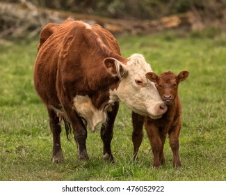 Momma Cow And Calf