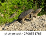 The momma snapping turtle in the wild