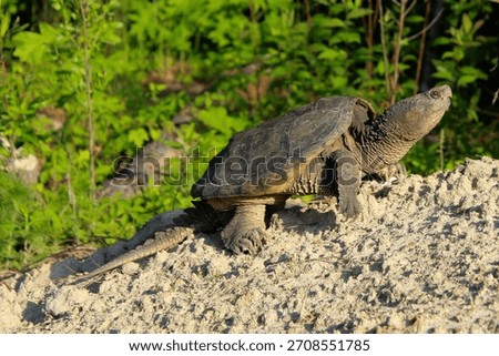 The momma snapping turtle in the wild