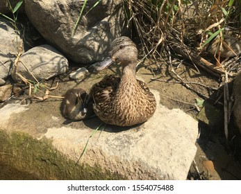 Mommy And Baby Duck Chilling By The Water