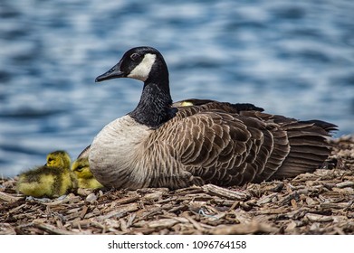 Mommy Duck With Baby Ducks