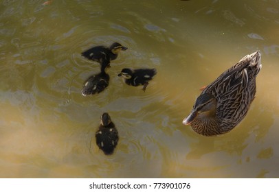 Mommy Duck Swimming With Baby Ducks In A Pond