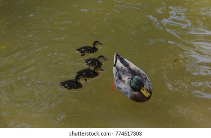 Mommy Duck Swimming With Baby Ducks In A Pond