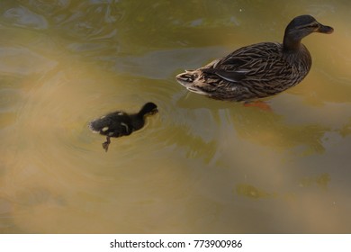 Mommy Duck Swimming With Baby Duck In A Pond