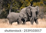 The mommy elephant with a baby walking in Kruger National park, South Africa