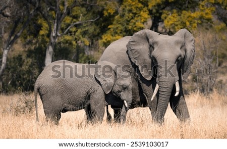 The mommy elephant with a baby walking in Kruger National park, South Africa