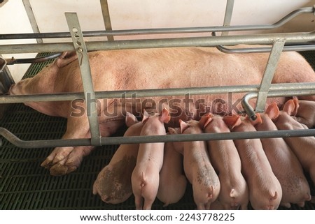 mommy pig feeding her piglets