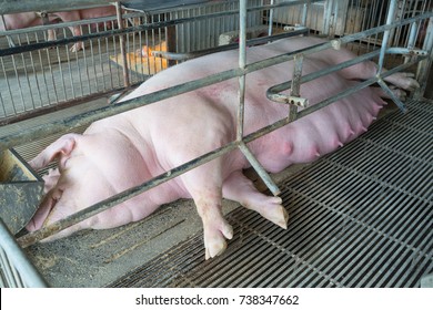 Pig Pregnant