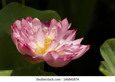 Momo Baton Lotus Bloom