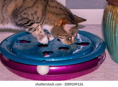 Momo The Cat Sniffing Some Catnip On A Toy